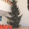 Kerstboom Etalissimo / Dineke Oosting